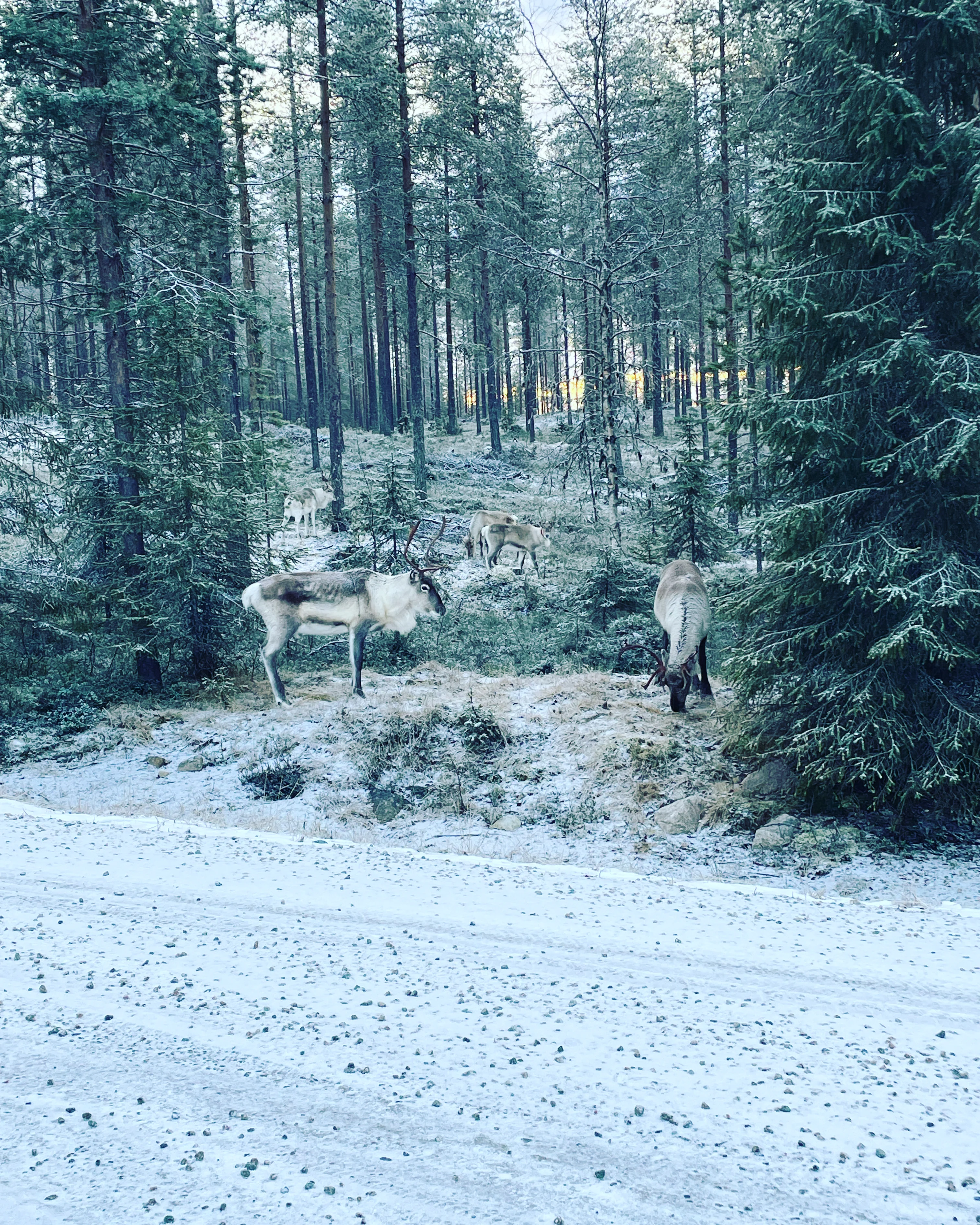 Rennes dans la forêt enneigée de Laponie